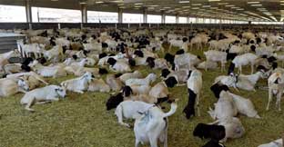 Qurbani Site